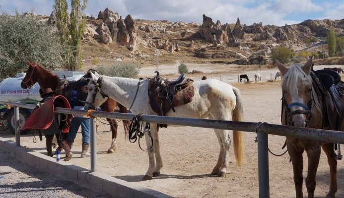 Horse-back Riding